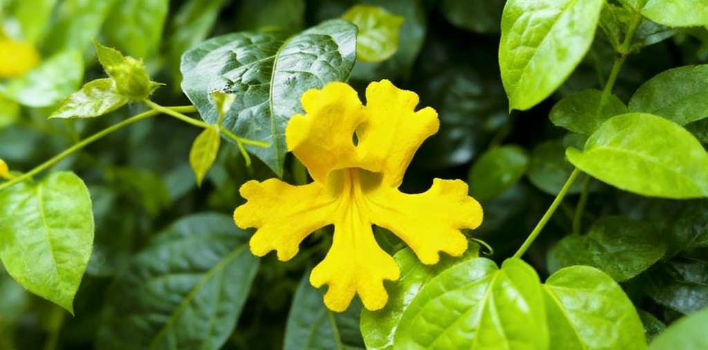 貓爪草（Cats claw) [皮膚濕疹類 Skin]