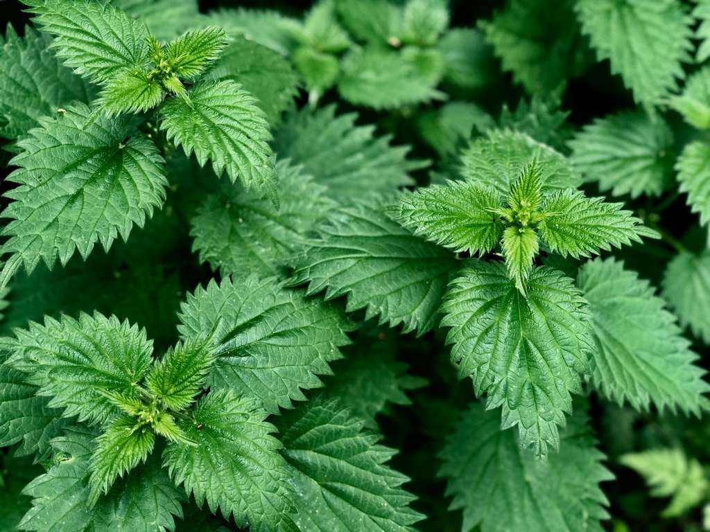 刺蕁麻 (Stinging Nettle) [皮膚濕疹類 Skin]