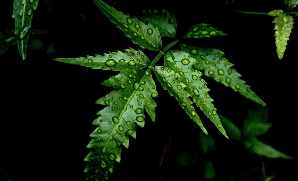 苦楝葉 (Neem leaf) [皮膚濕疹類 Skin]