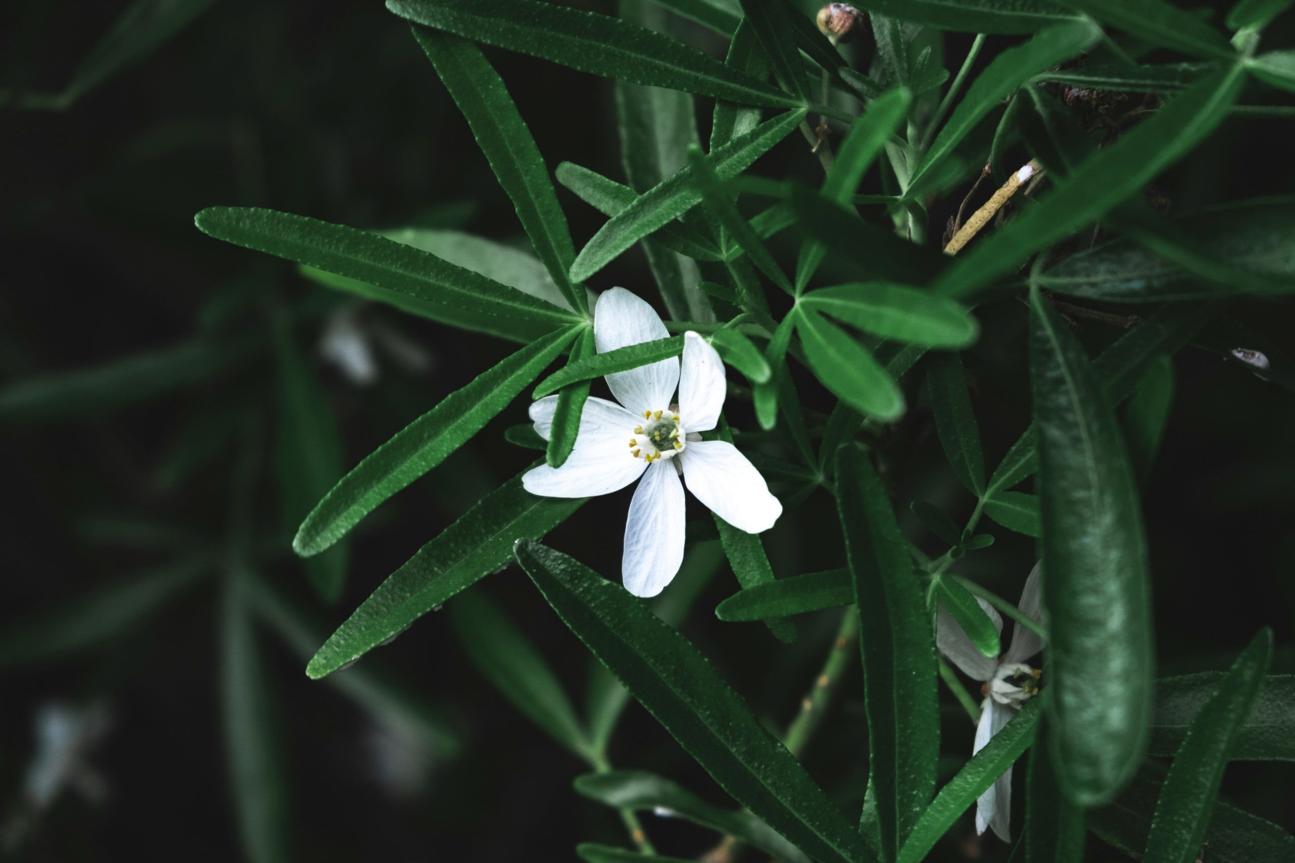 黃連素 (Berberine) [逆齡抗衰老類 Anti-Aging]