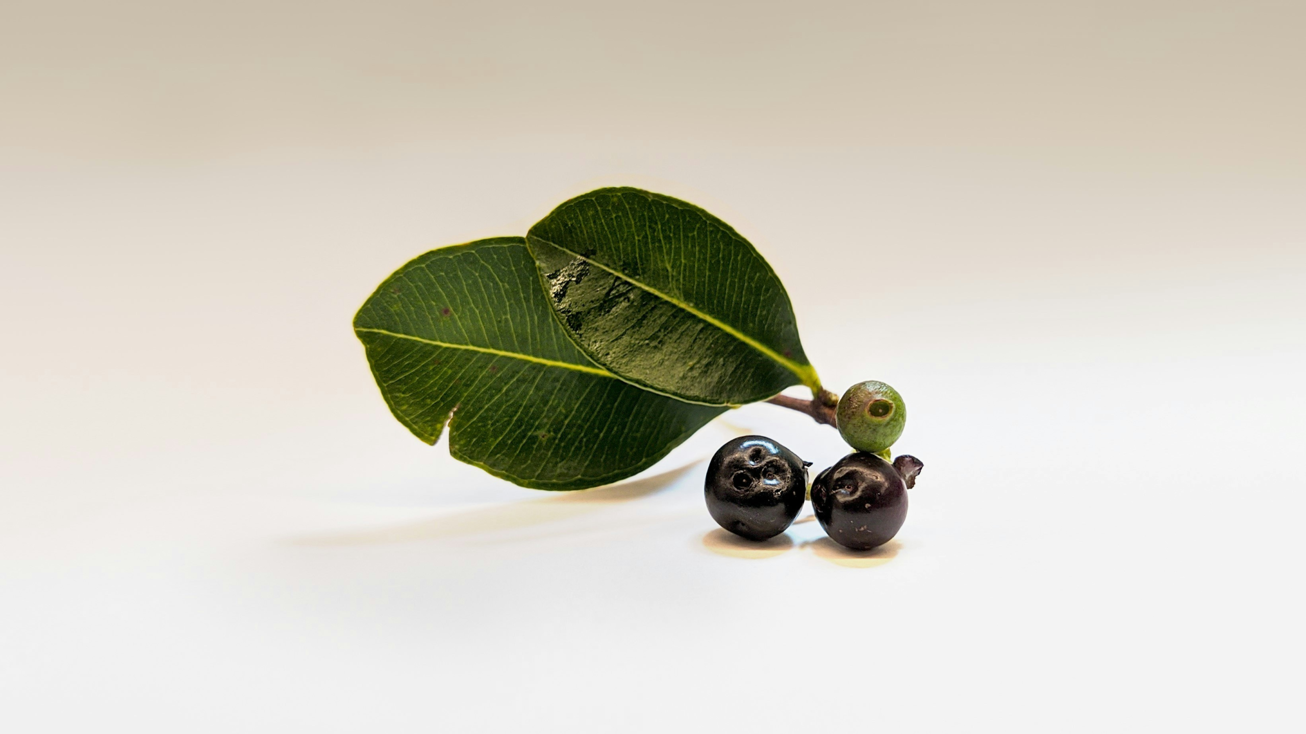  巴西莓 (Acai berry) [美容類 beauty]