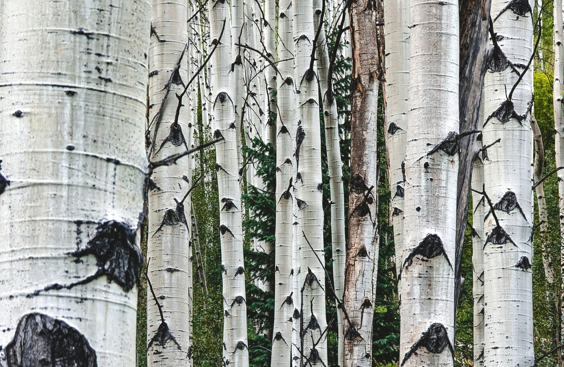 白柳樹皮(White Willow Bark) [抗菌類 Antibacterial]