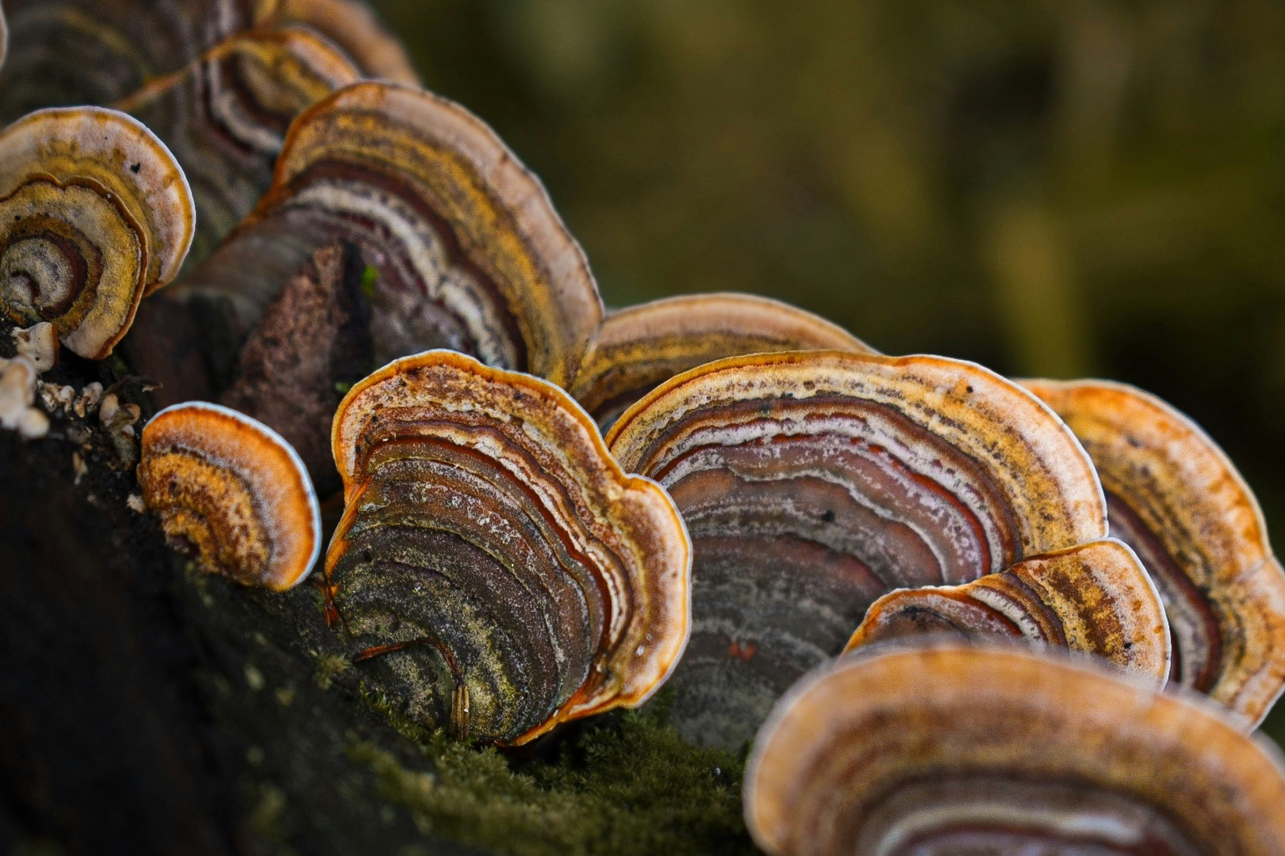 雲芝 (Turkey Tail) [抗癌類 Anti-cancer]