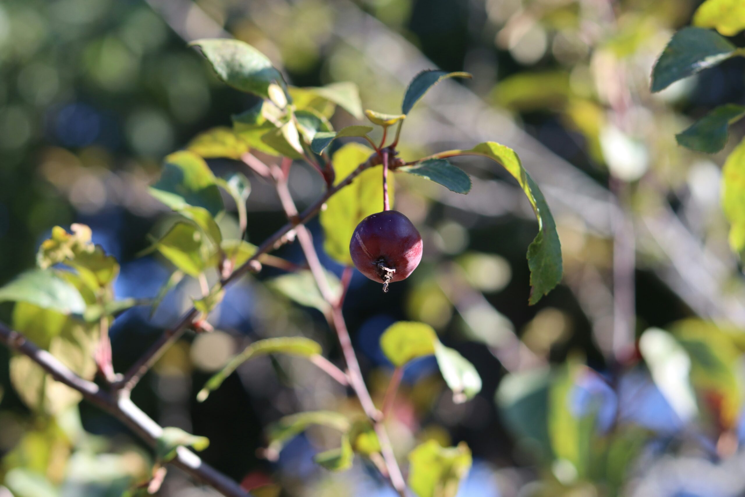 野櫻莓 (Aronia berry) [護眼類 Eye Care]