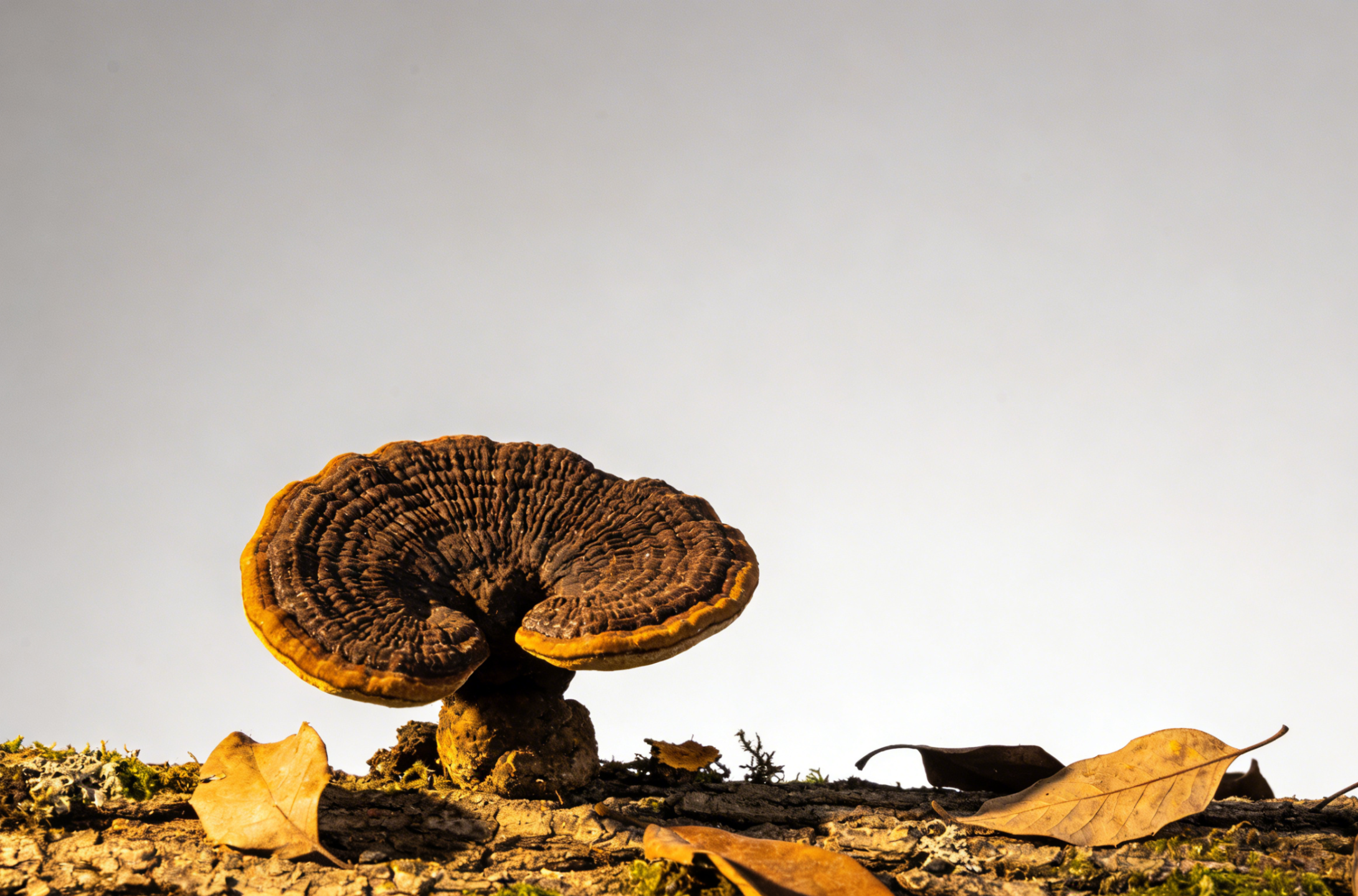 桑黃 (Meshima) [抗癌類 Anti-cancer]