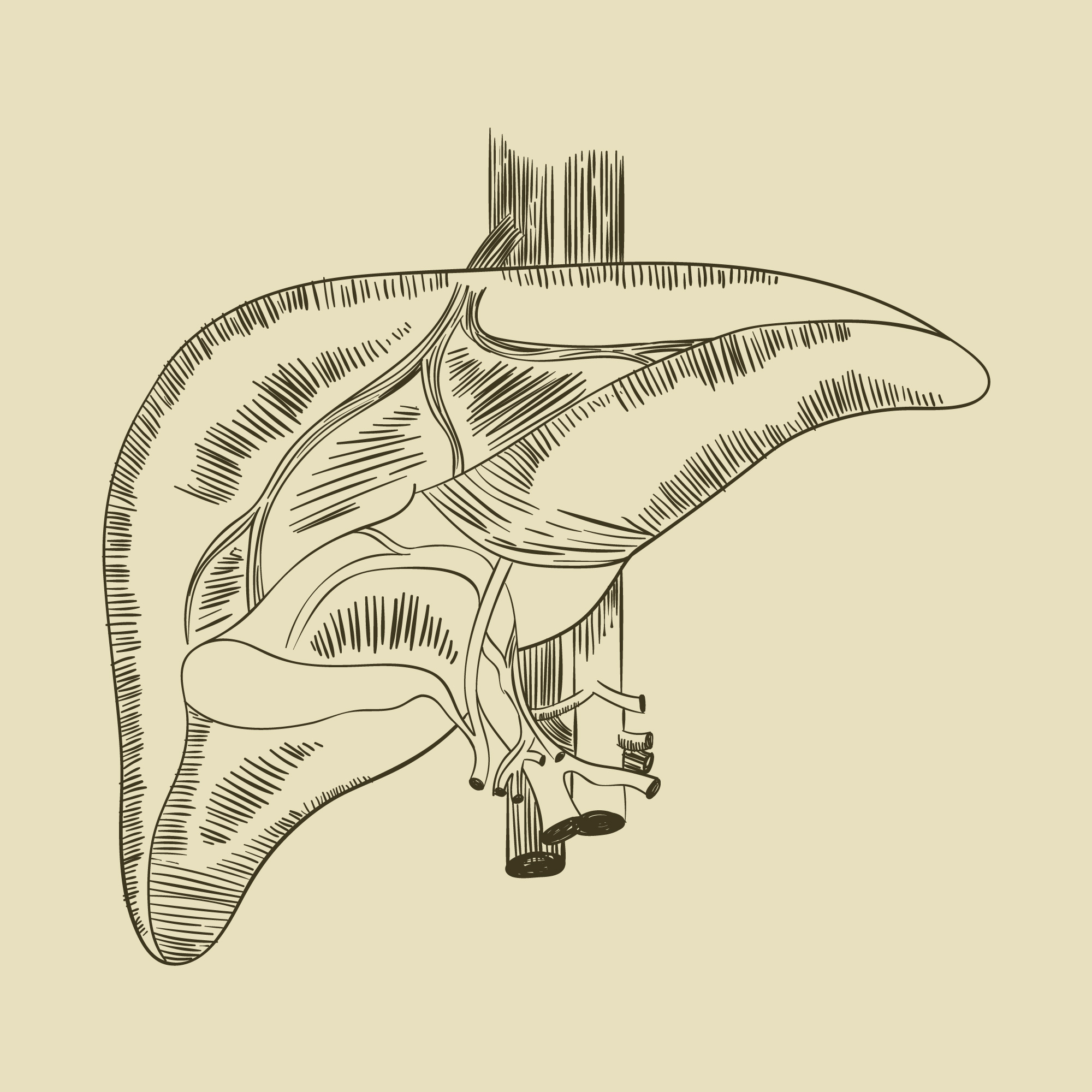 TUDCA (牛磺酸氧膽酸）是一種膽鹽衍生物