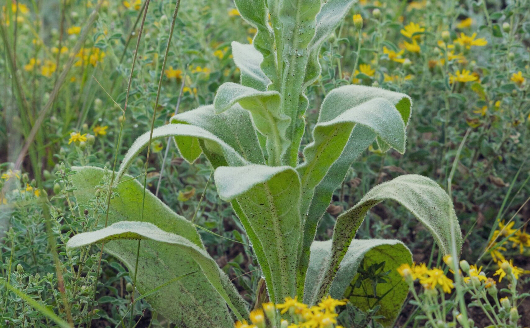 毛蕊花葉 (Mullein leaf) [肺氣管類 Lung & Trachea]
