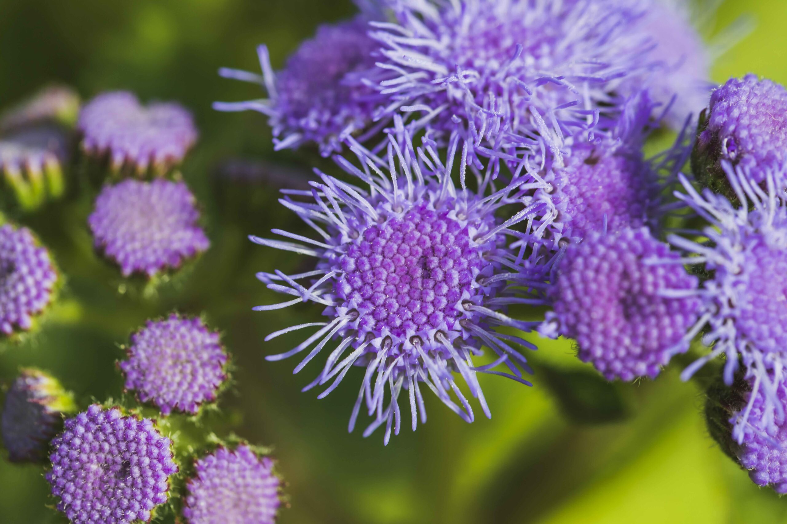 水飛薊素 (Silymarin) [護肝類 Liver Health]