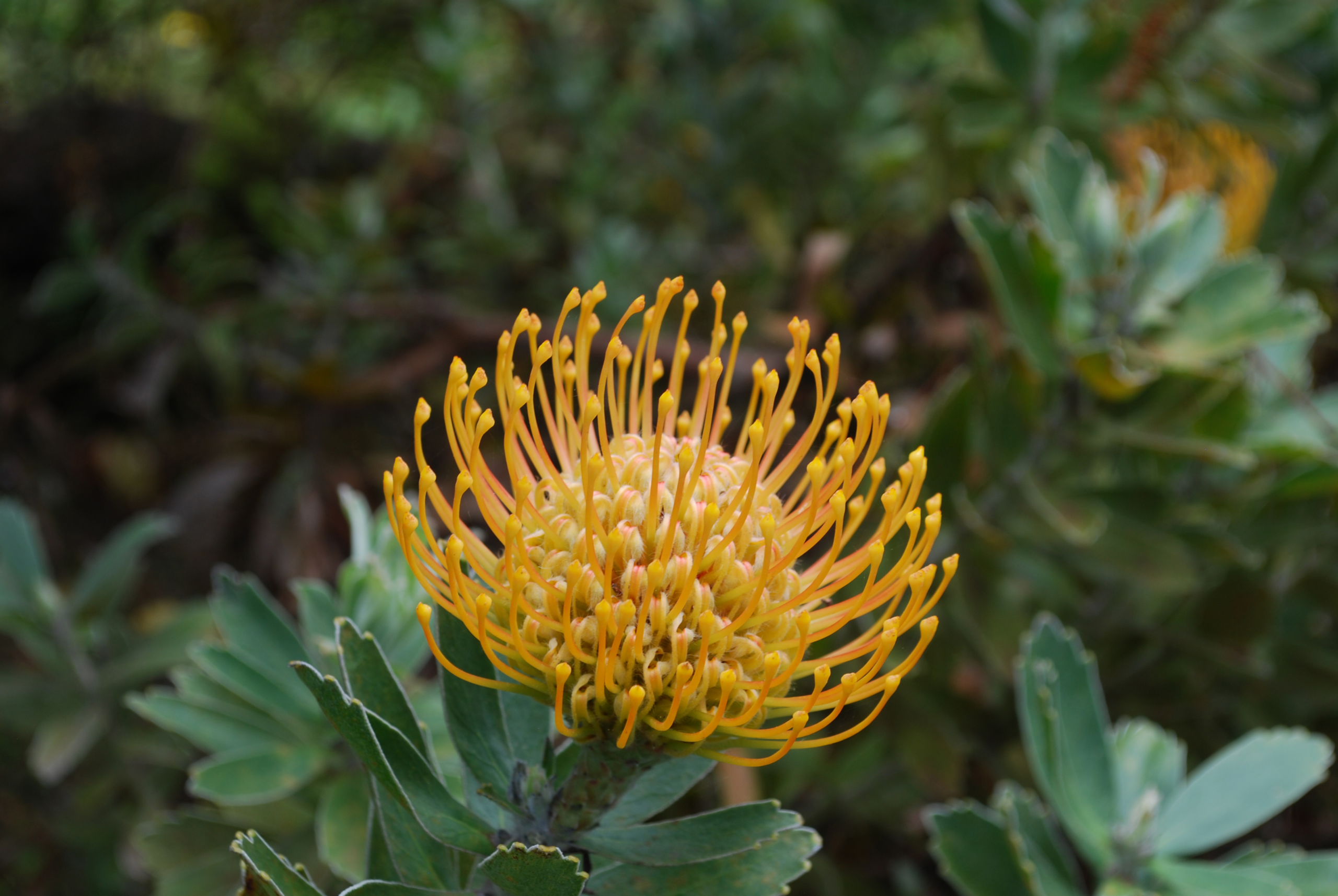 紅景天 (Rhodiola Rosea) [肺氣管類 Lung & Trachea]