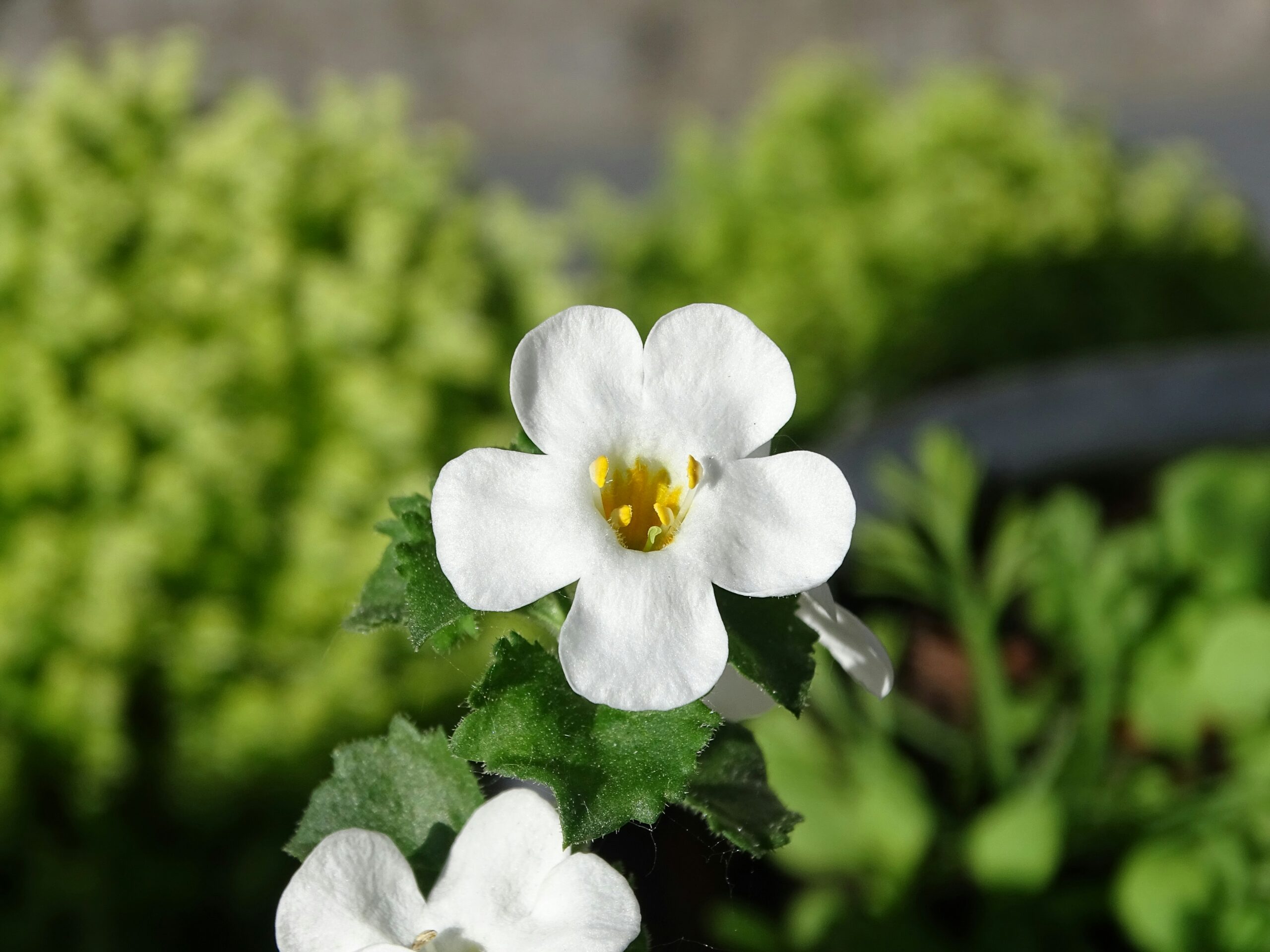 假馬齒莧 (Bacopa) [腦神經類 Cranial nerve]