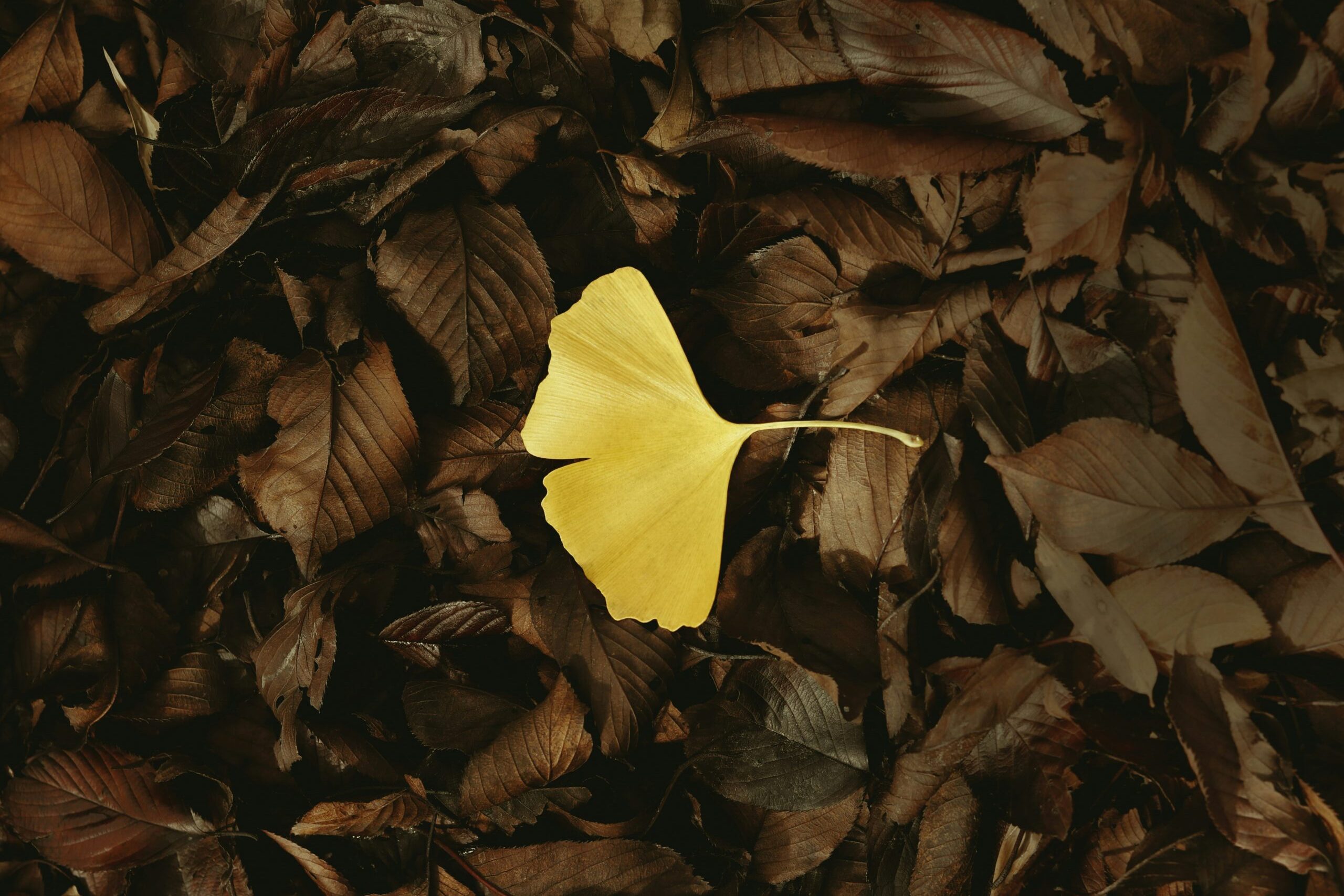 銀杏 (Ginkgo Biloba)  [腦神經類 Cranial nerve]