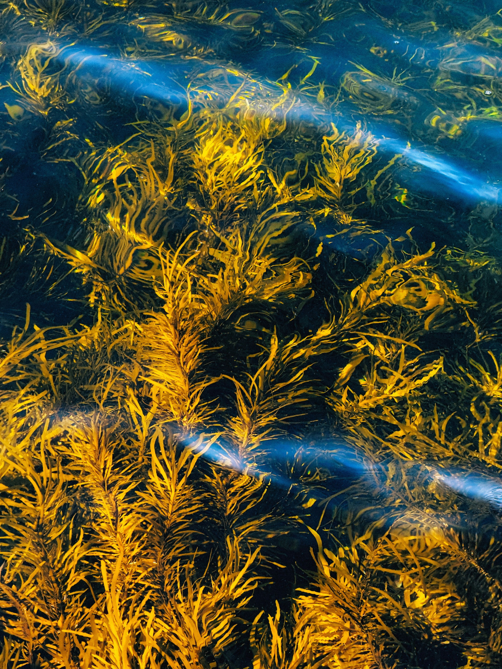 海帶 (Kelp)  [維他命微元素類 Vitamin & Micronutrient]