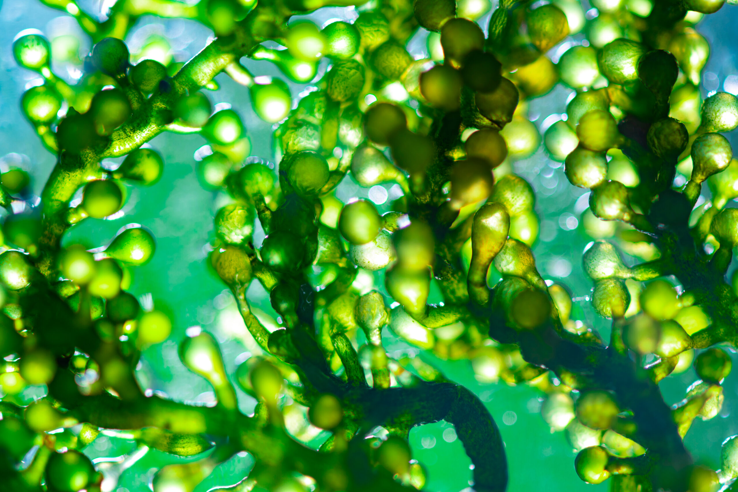 螺旋藻 (Spirulina) [暢便類 Gut health ]