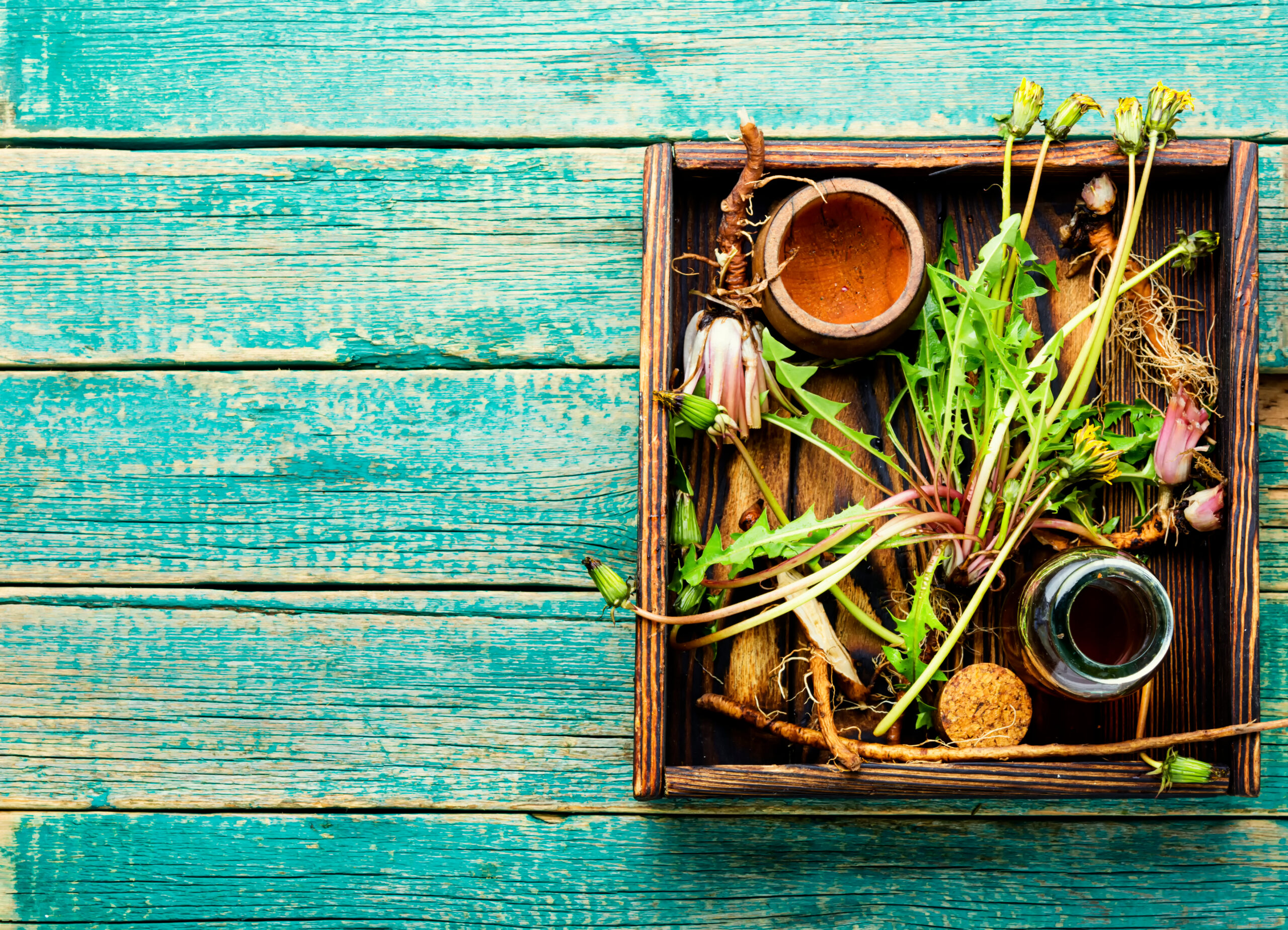 蒲公英根 (Dandelion root) [護腎類 Kidney Care]