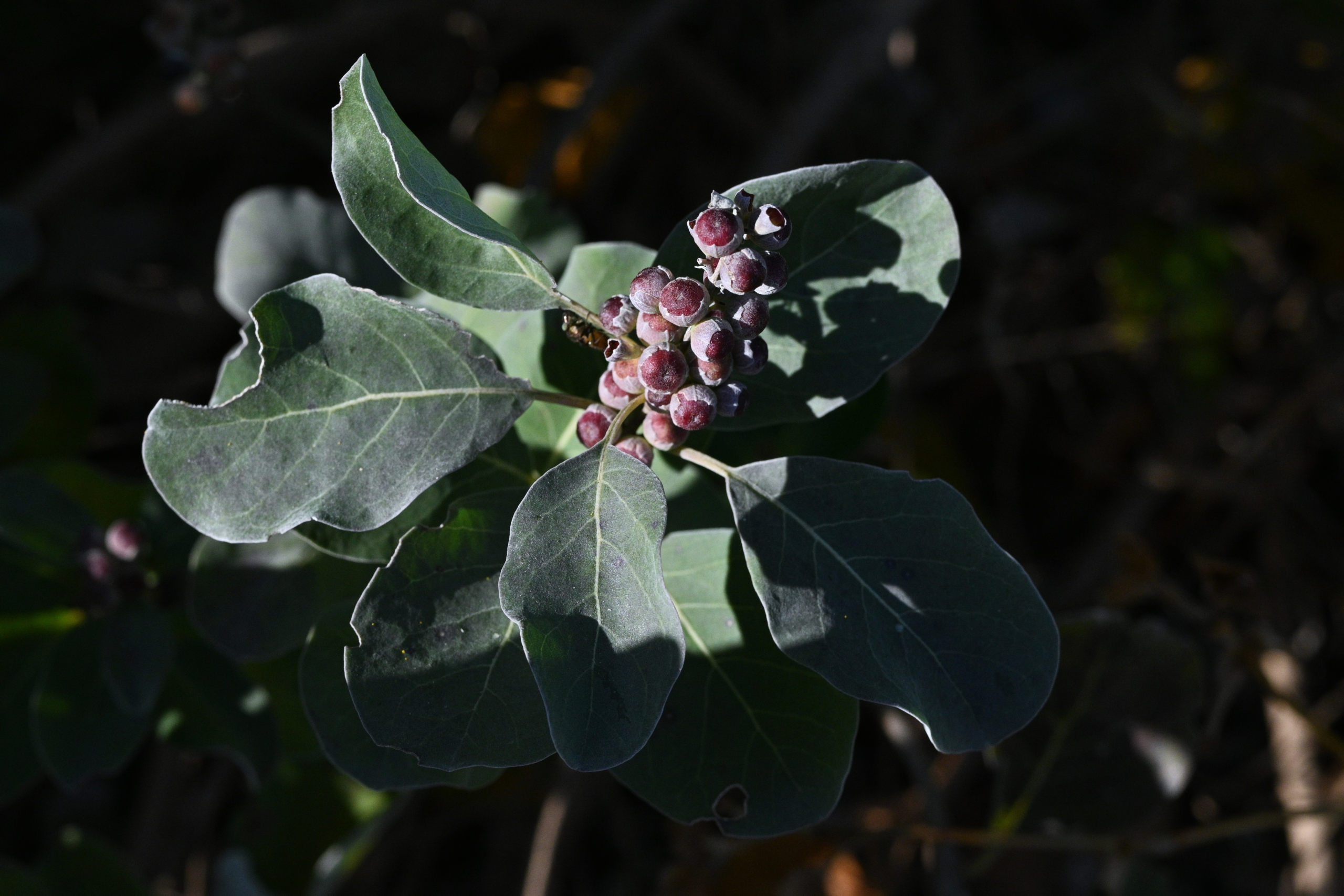 聖潔莓 (Vitex Chasteberry)  [婦科類 Gynecology ]