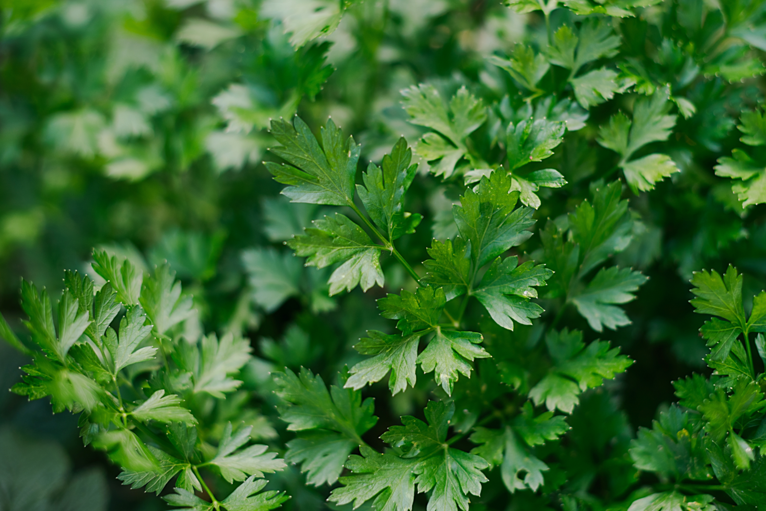 番茜 (Parsley) [婦科類 Gynecology ]