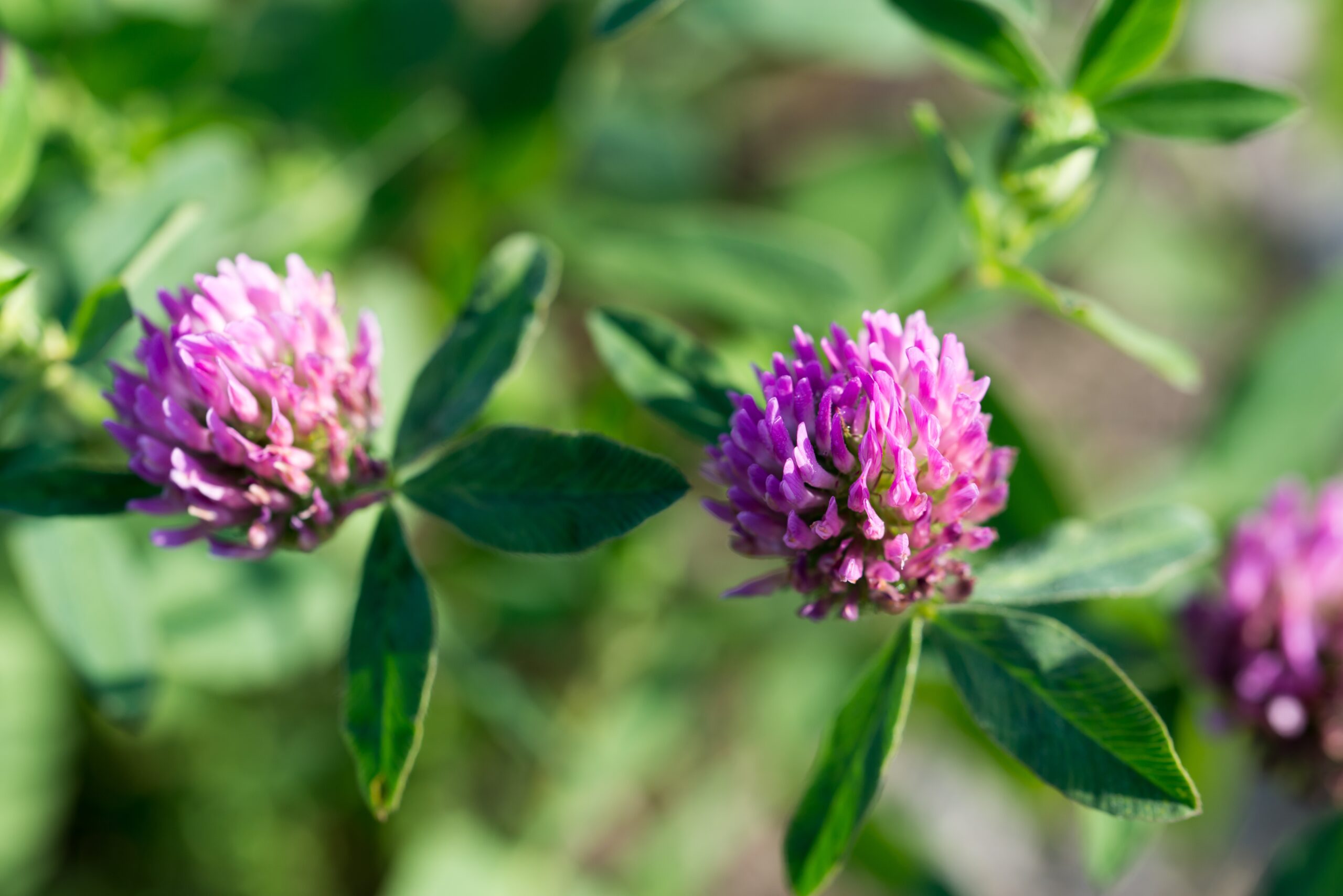 紅花苜蓿 (Red Clover) [婦科類 Gynecology ]