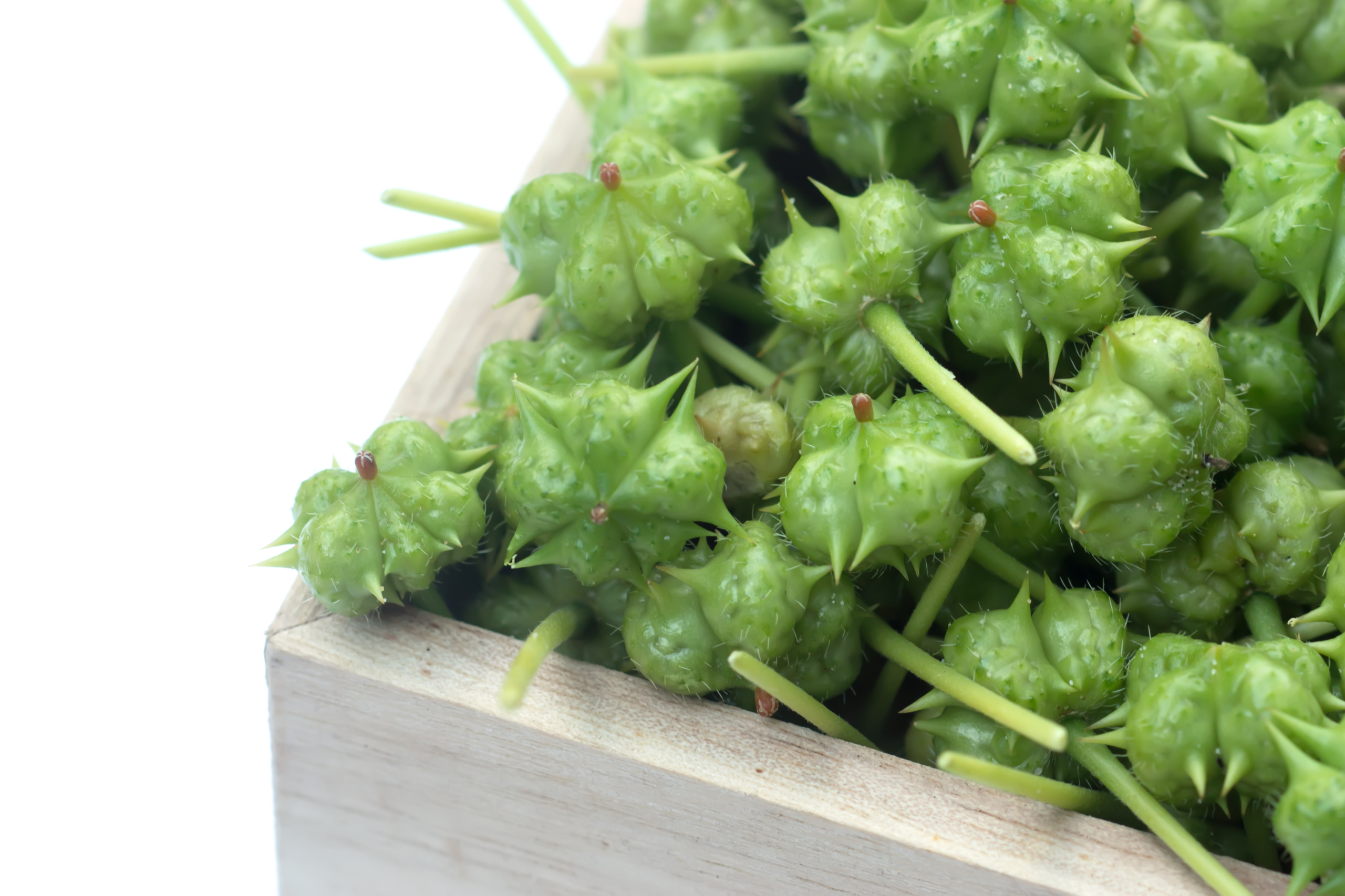 蒺藜 (Tribulus)  [男士類 Reproductive Health]
