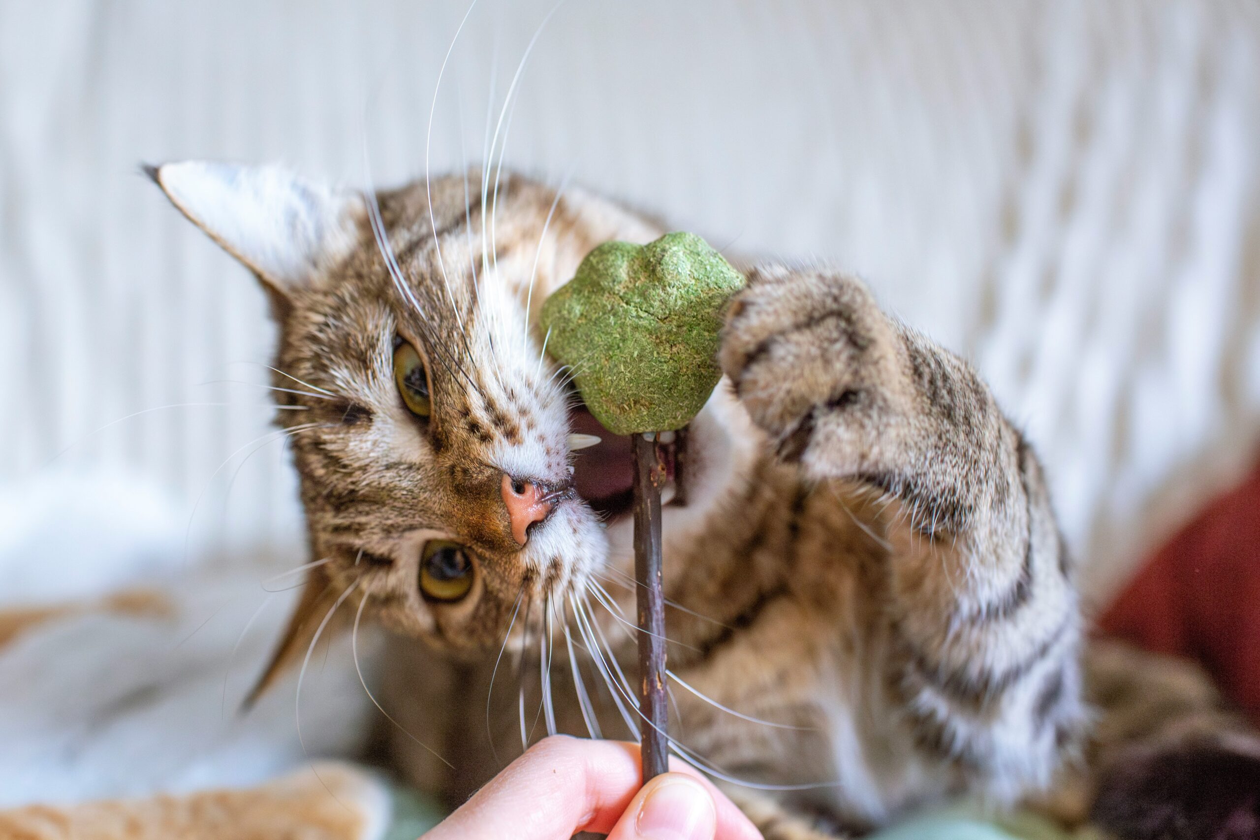 貓薄荷 (Catnip)  [腦神經類 Cranial nerve]